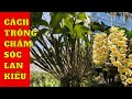 Cách trồng chăm sóc lan kiều từ cây mới trồng đến ra hoa