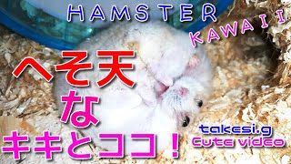 ☆ハムスター☆【へそ天なキキとココ😆】☆ハムスター可愛い☆Hamster cute ＆ healing☆