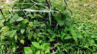 Inilah Rupa Sebenar Pokok Kacang Hijau a.k.a Pokok Taugeh