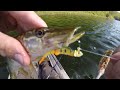 fishing a mimic minnow fry for spring crappie