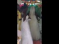 la plus belle dance annonceuse du mariage. kerline auguste