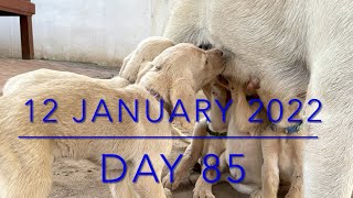 【生後85日】10頭のラブラドールの子犬・出産から巣立ちまで  [Day 85] Ten Labrador Puppies - from birth to leaving the nest -