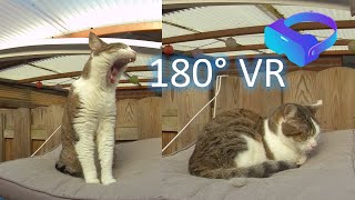 180VR 3D experience: Wizzy, the cat that \