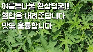 6월18일)여름들나물 환삼덩굴 소개합니다 환삼덩굴이 혈압을 내려준다는데 맛도 짱입니다