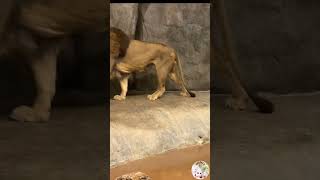 🦁ライオンHUNGRY Lions #lions #wildlife #natural #animals #vlog #adventure #jounery #dailylife #shorts