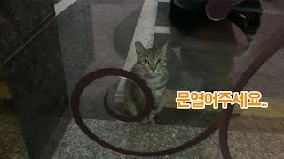 하루종일 집사만 기다리는 길고양이 cat sound