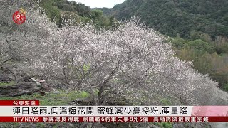 梅花盛景吸引遊客 蜜蜂減少憂授粉不佳 2020-01-03 IPCF-TITV 原文會 原視新聞