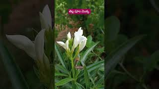 White flower Plant || తెల్ల పూల మొక్క #goorganic #flower