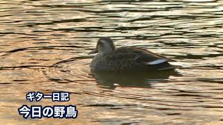 ギター日記　今日の野鳥　2020年11月9日