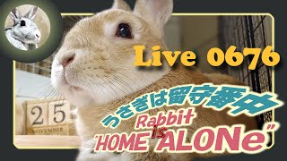 【 Live! 】ウサギは留守番中 0676　2021年11月25日