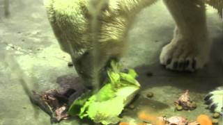 ホッキョクグマお食事（その２） : 東山動物園  2010年8月13日　ナイトズー