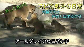 スピカ親子の日常（先輩たちと合流）【 ライオン 】【 群馬サファリパーク 】