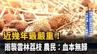 近幾年最嚴重！　雨襲雲林荔枝　農民：血本無歸－民視新聞