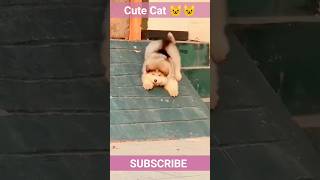 Funniest Animals 2023 😂 Best Funny Cats and Dogs 😺🐶 Part 12 ||Cute Mano