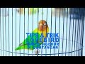 Tips Dan Trick... AGAR LOVEBIRD TAMPIL NGEDUR DI GANTANGAN