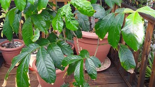 Ice Cream Bean growing UK,  Inga Edulis  #icecreambean #ingaedulis