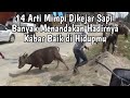 14 ARTI MIMPI DIKEJAR SAPI