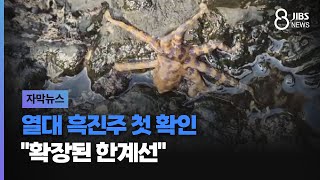 열대 흑진주 첫 확인...맹독성 생물까지 제주 \