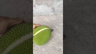 Petik buah nangka masak di pohon. #gardening #fruit