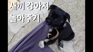 sub) 시고르자브종 새끼강아지랑 장난치기 / Playing with puppy