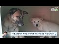 유기견숲 1분 고물상 유기견 7마리 구조 후 어떻게 되었을까요