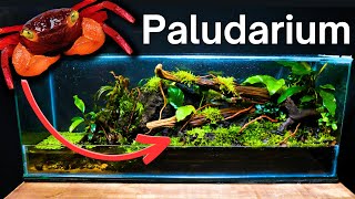 I Made a Paludarium for Vampire Crabs, Here’s How!