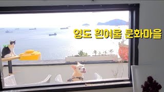 정식이의 151번째 이야기~정미 엄마 구조를 했습니다^^~~~~