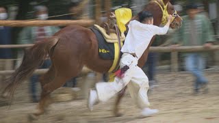 【衝撃】愛知県大府市 おまんと祭り 人馬一体駆け巡る奇祭　半月七社神社　Japanese crazy festival where a boy clings onto a horse and runs