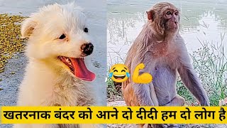 बहुत सारे बंदर 😱।। रानी हनी जबरदस्त फनी विडियो 🤣🤣।।Monkey Rani Honey Vidio।। खतरनाक बंदर ।।