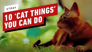 Stray: 10 Totally Normal ‘Cat Things’ You Can Do