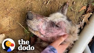 Starving Husky Nearly Gives Up Until A Miracle Happens | The Dodo