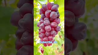 Flame🕯️seedless Grapes🍇 #grape #fruit #orchard #satisfying #shorts #food #fruittrees