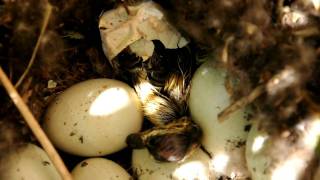 Mallard Chick Hatching - no commentary