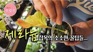 제라늄 삽목 꿀팁!!! #제품구입은 아래 '더보기'에 있어요