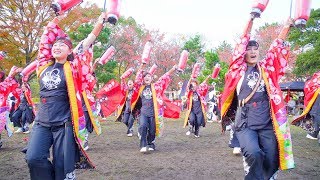 [4K]紀州天下 華酔組　おどるんや秋まつり2017 二の丸会場