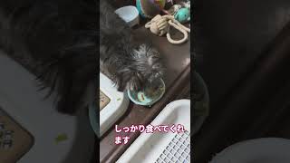 [4ヶ月子犬]しっかりごはんたべます👍ミックス犬マルキーのモカ　#ミックス犬　#マルチーズ　#ヨークシャテリア　#マルキー　#マルーキー　#4ヶ月 　#子犬　#マルチーズのポポ　#ミックス犬チョコラテ