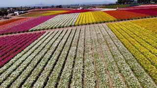 Beautiful flower field, 4k video #Flower #field #FlowerField #4K