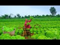 Harvesting Lettuce Garden Goes To Market Sell - Growing Peas, Cooking, Daily Life | Tieu Lien