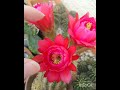 trichocereus spachianus😌🤲💞