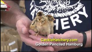 Golden Penciled Hamburg Chicken Breed