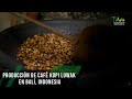 Producción de café Kopi Luwak en Balí, Indonesia - TvAgro por Juan Gonzalo Angel Restrepo