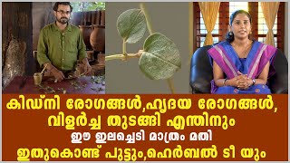 കിഡ്നി രോഗങ്ങൾ, ഹൃദയ രോഗങ്ങൾ, വിളർച്ച തുടങ്ങി എന്തിനും ഈ ഇലച്ചെടി മാത്രം മതി/Kidney/heart disease...