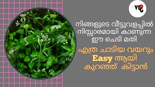 Exercise ഇല്ലാതെ ഇനി ആർക്കും Easy ആയി വയർ കുറയ്ക്കാം|Vayar Kurakkan Malayalam|Poovamkurunnila Uses