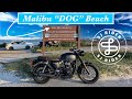 Malibu Beach in New Jersey??  A Beach for Dogs! Triumph Bonneville T120 Black (2022)