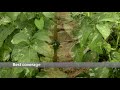 dropleg® beluga best coverage while spraying potatoes