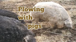 Plowing with Pigs, no use for tractor