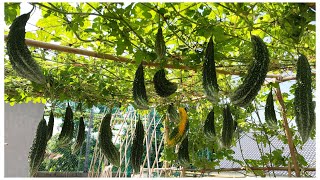 #77 Tips for growing organic bitter melon for more fruit and fast harvest