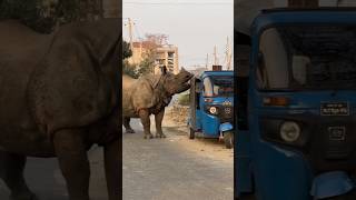 Rhino Gets Mad #ytshorts #shortvideo