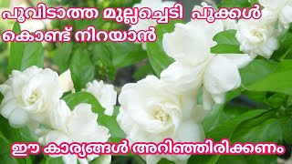 എത്ര പൂക്കാത്ത മുല്ലയും ഇനി നിറയെ പൂക്കൾ നിറയും#viral#trending#flwering tips