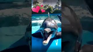 A very happy and playful dolphin with beautiful dolphin sound